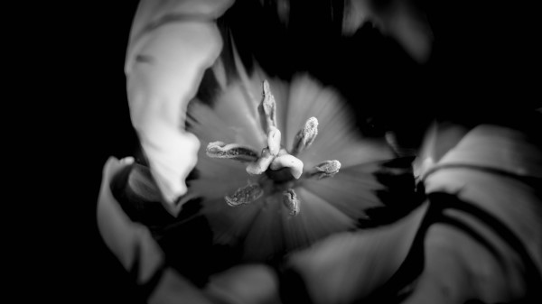 Tulip Bw Macro Wallpaper