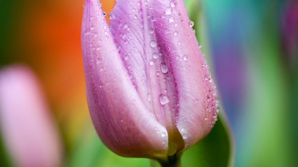 Tulip Drops Close Up Wallpaper