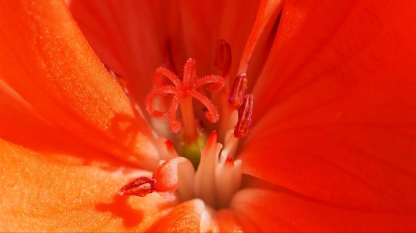 Tulip Flower Pollen Stamen Petals Wallpaper