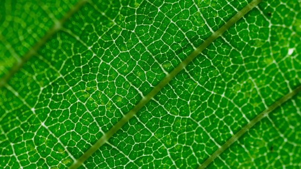 Veins Leaf Green Wallpaper
