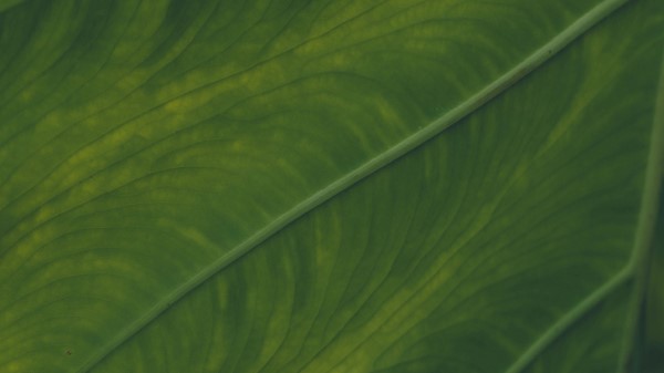 Veins Leaf Macro Wallpaper
