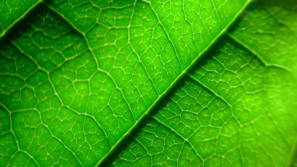 Veins Leaf Plant Wallpaper