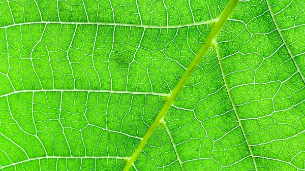 Veins Macro Leaf Wallpaper