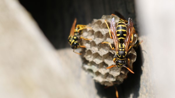 Wasp Beehive Close Up Wallpaper