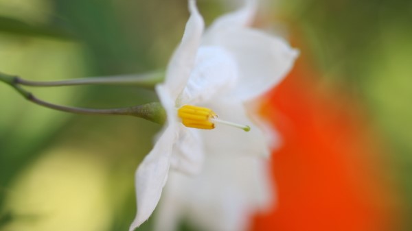 White Flower Petals Blurring Wallpaper