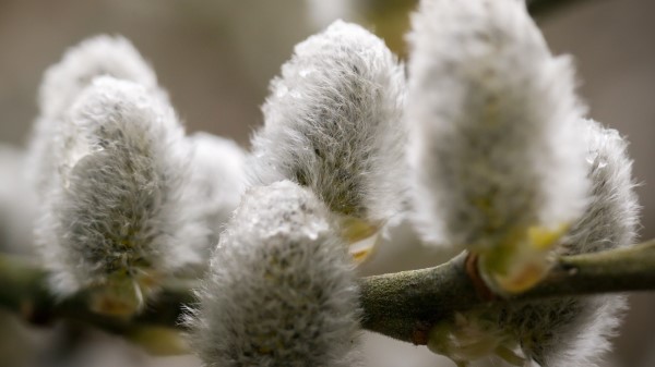 Willow Feathers Close Up Drops Wallpaper
