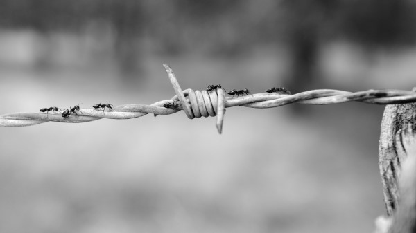 Wire Netting Ants Bw Wallpaper