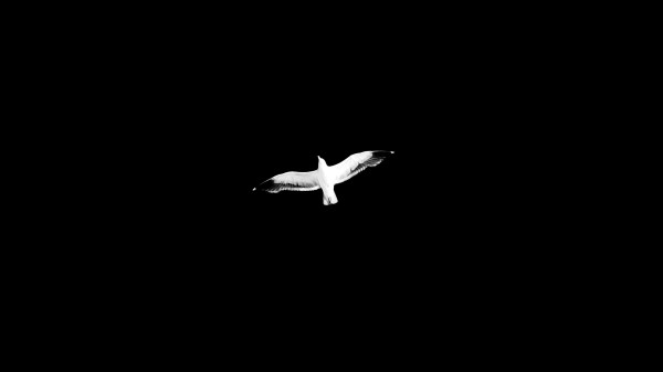 Bird Bw Flight Wallpaper