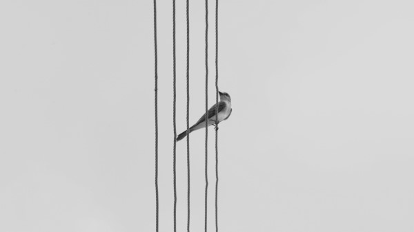 Bird Wire Bw Wallpaper