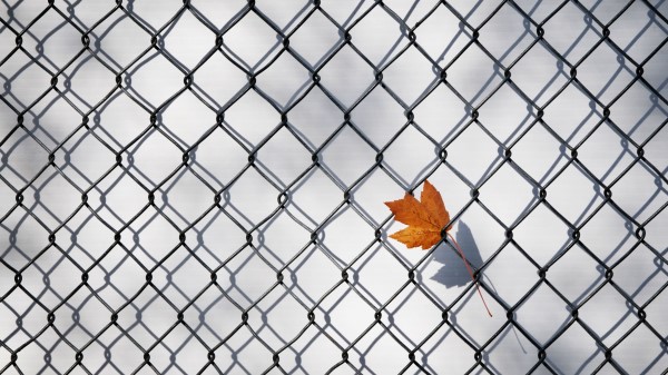 Maple Leaf Fence Grille Wallpaper