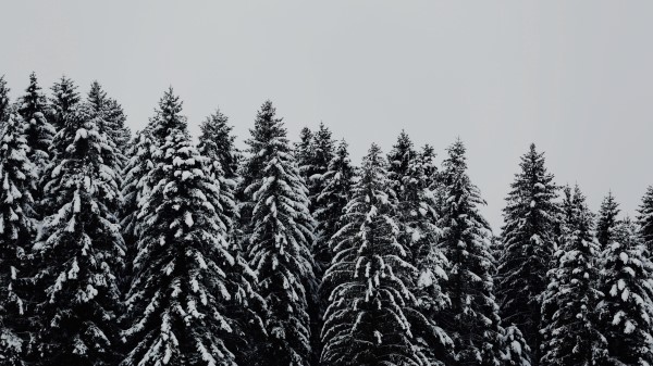 Trees Snowbound Snow Wallpaper