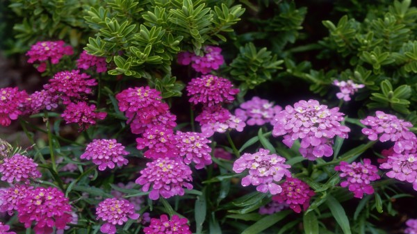 Candytuft Wallpaper
