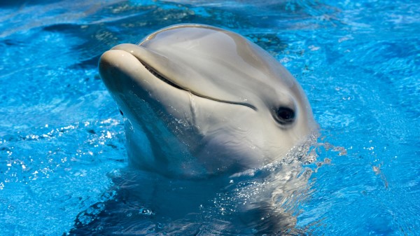 Dolphin Cute wallpaper