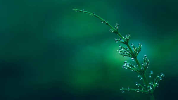 Water Drops On Petals 8k wallpaper