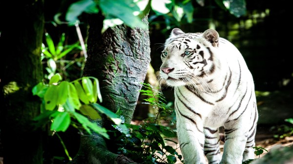 White Tiger 5k wallpaper