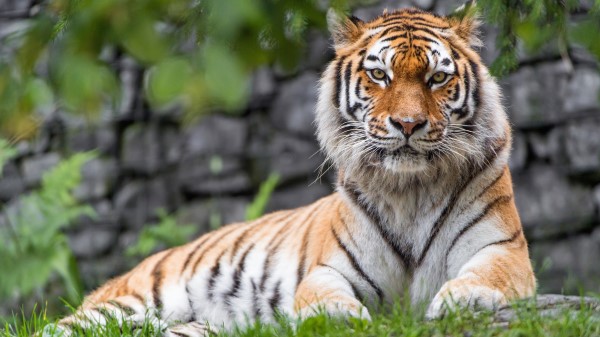 Zoo Tiger 8k wallpaper