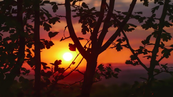 Twigs Sunset Tree wallpaper