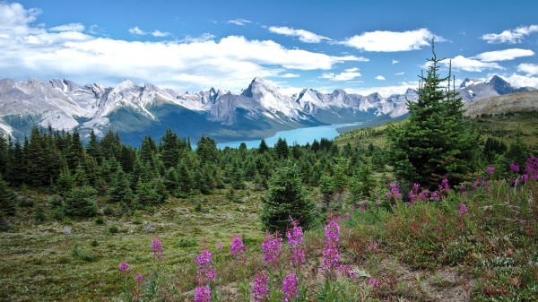 Valley Mountains Flowers wallpaper