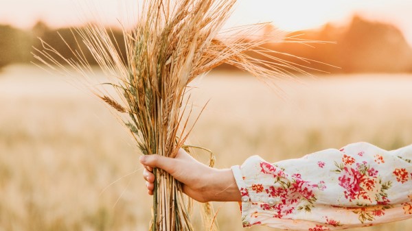 Spikelets Bouquet Hand wallpaper