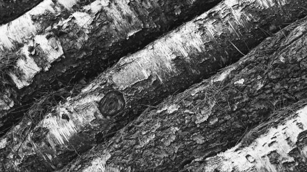 Tree Bark Bw Wallpaper