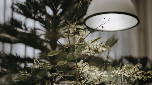 Tree Plant Lamp Wallpaper