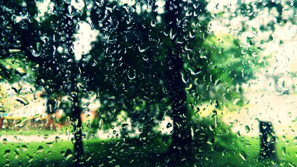 Trees Drops Glass Wallpaper