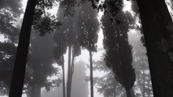 Trees Fog Bw Wallpaper