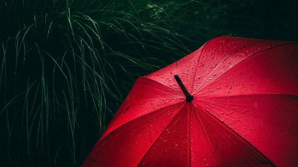 Umbrella Grass Drops Wallpaper
