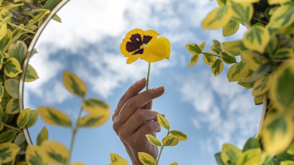 Violet Flower Hand Wallpaper