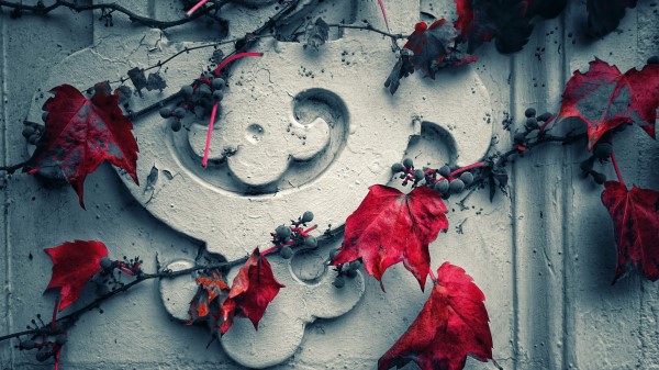 Wall Grapes Leaves Wallpaper