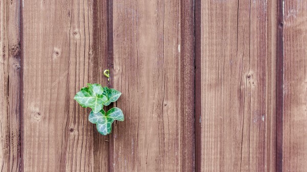 Walls Fences Boards Leaves Plants Wallpaper