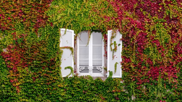 Window Foliage Facade Wallpaper
