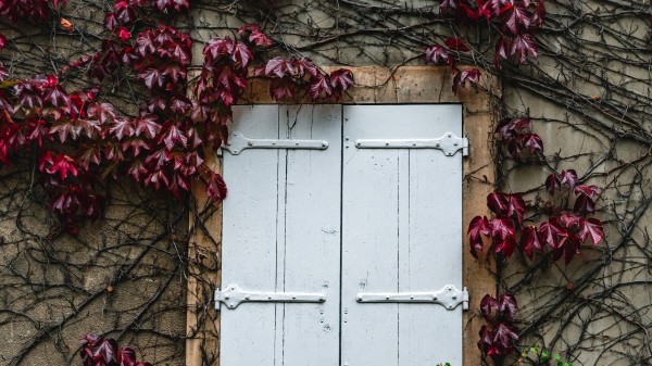Window Ivy Wall Wallpaper