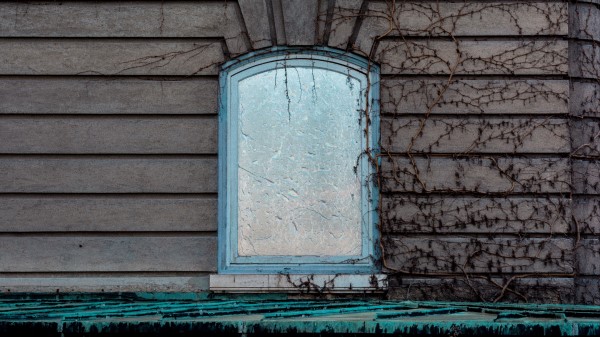 Window Wall Branches Wallpaper