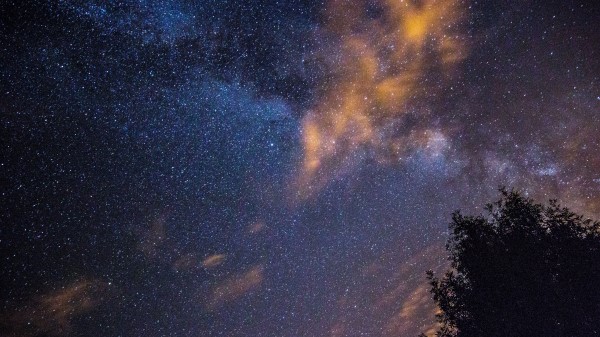 Starry Sky Stars Night Tree wallpaper