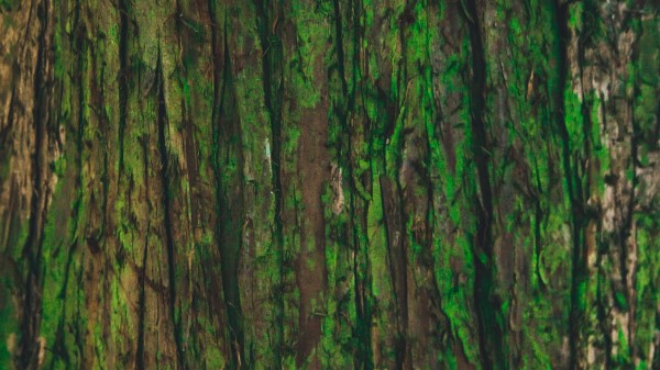 Bark Tree Green Wallpaper