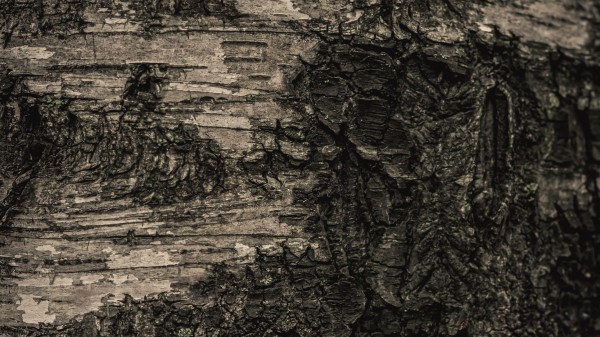 Bark Tree Macro wallpaper