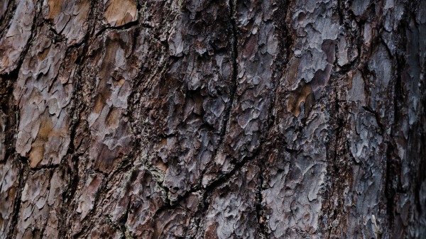 Bark Tree Relief Wallpaper