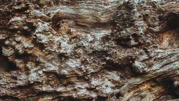 Bark Tree Texture wallpaper