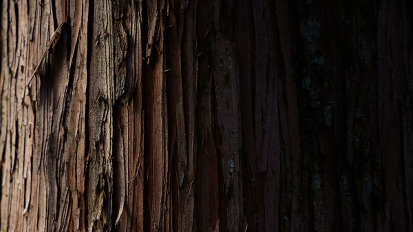 Bark Wood Stripes Wallpaper