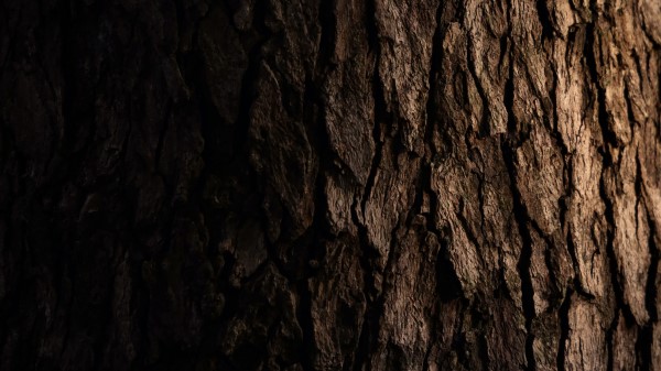 Bark Wooden Tree wallpaper