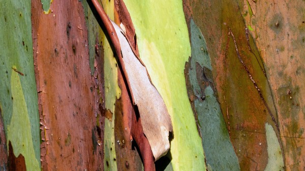 Eucalyptus Bark Tree Wallpaper