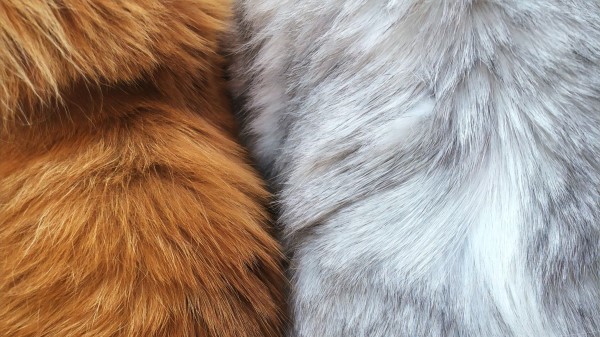 Fur Wool Hair Wallpaper