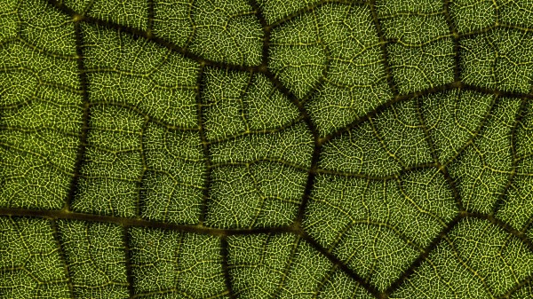 Leaf Veins Texture Wallpaper