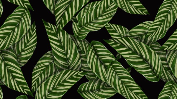 Leaves Patterns Texture Wallpaper