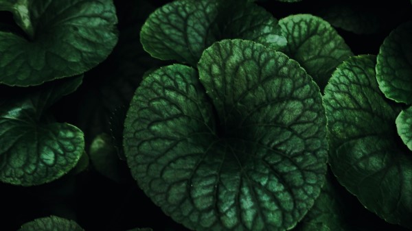 Leaves Veins Plant Wallpaper
