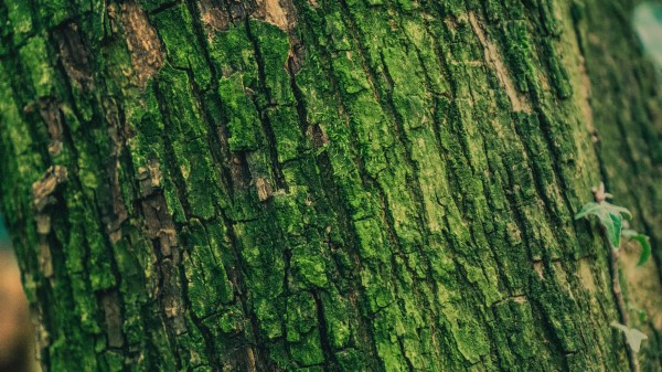 Moss Bark Tree Wallpaper