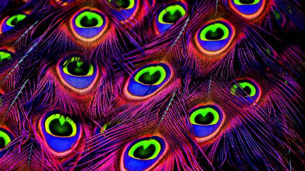 Peacock Feathers Bright Wallpaper