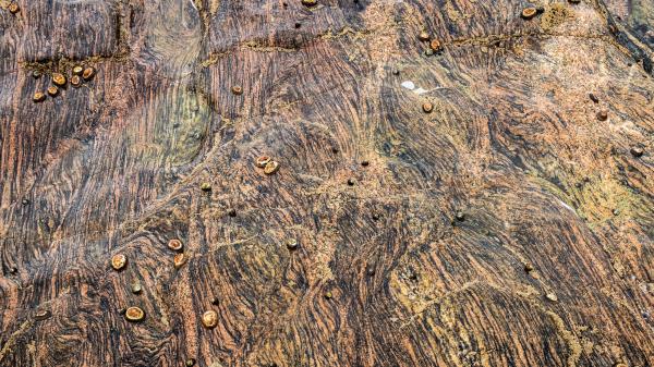Snails Shells Stone Wallpaper