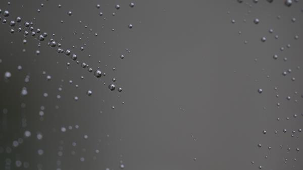 Spider Web Close Up Dro Wallpaper